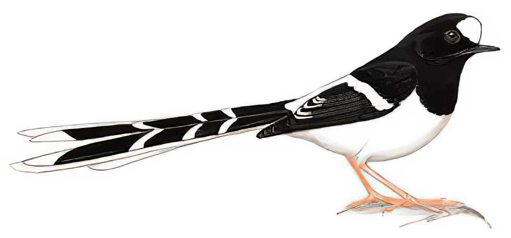白冠燕尾 / White-crowned Forktail / Enicurus leschenaulti
