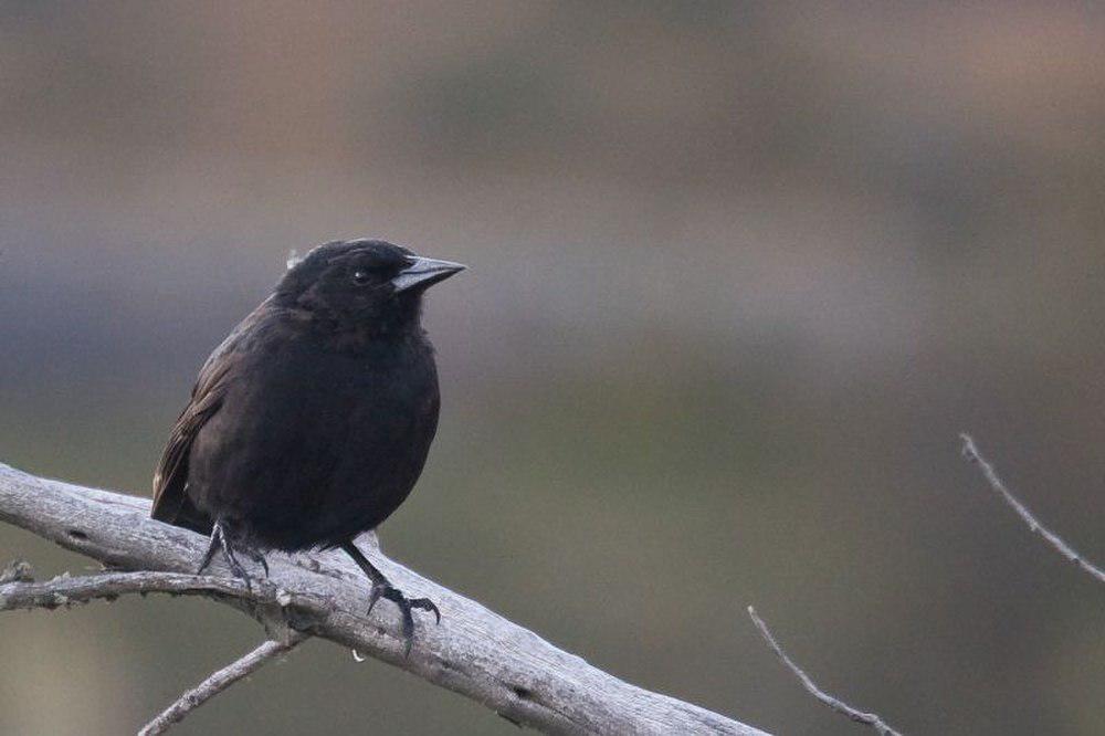 南美黑鹂 / Austral Blackbird / Curaeus curaeus