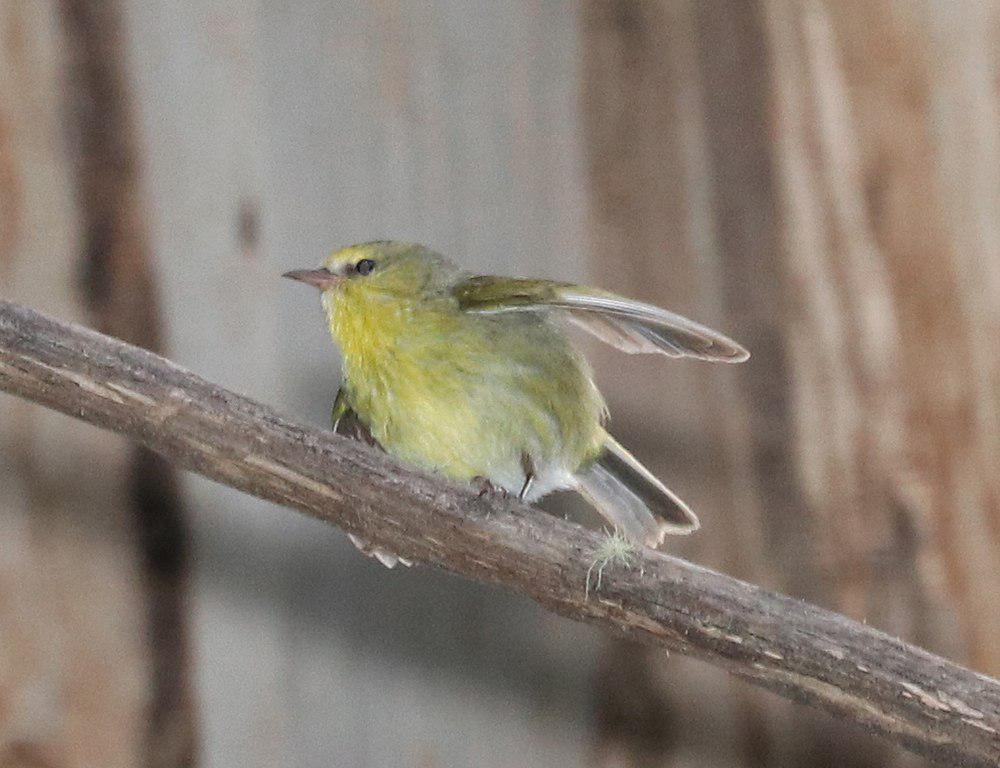 毛岛管舌雀 / Maui Alauahio / Paroreomyza montana