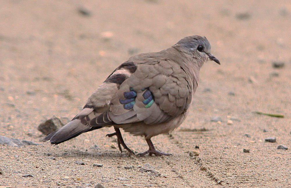 绿点森鸠 / Emerald-spotted Wood Dove / Turtur chalcospilos
