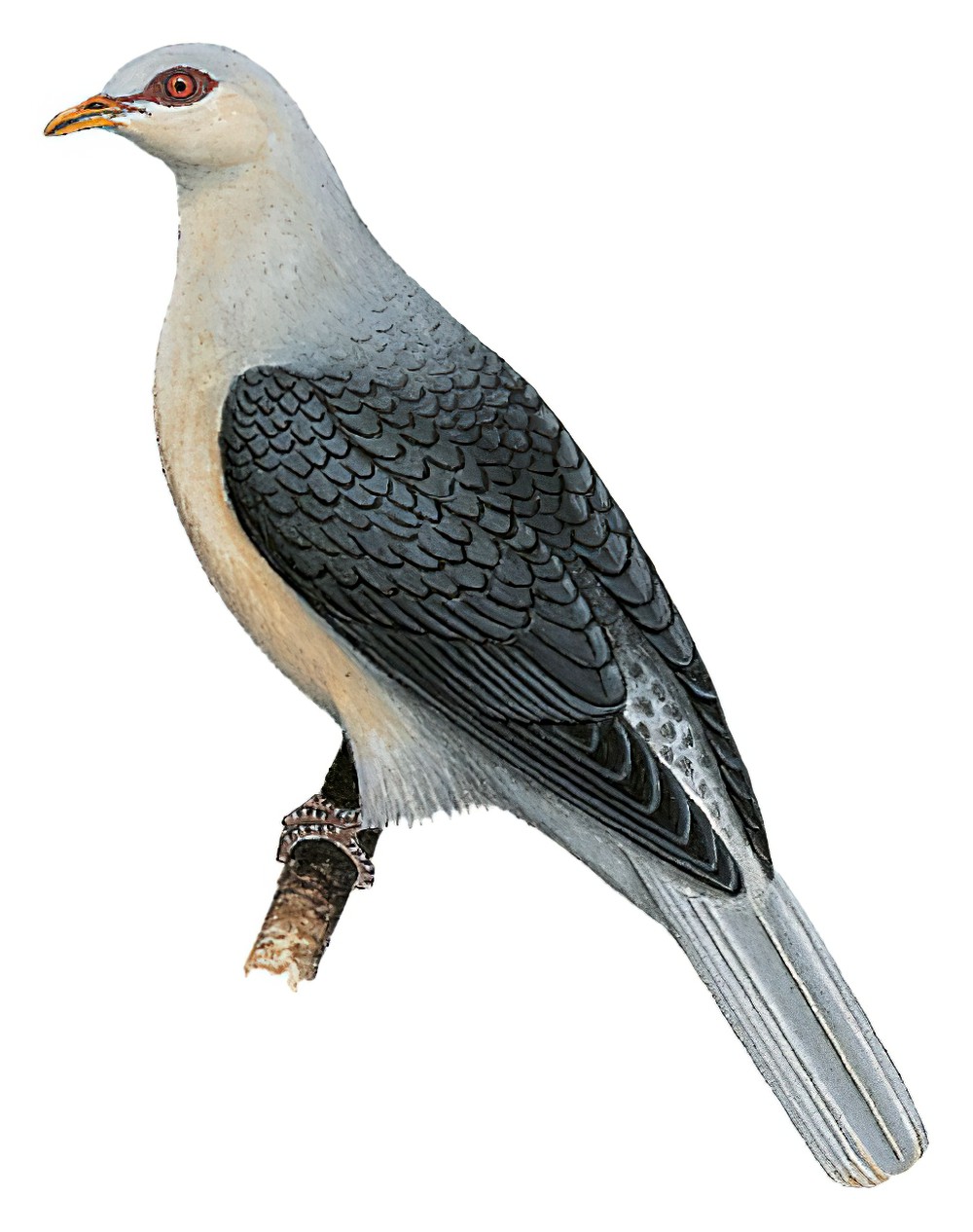 所罗门山鸠 / Pale Mountain Pigeon / Gymnophaps solomonensis