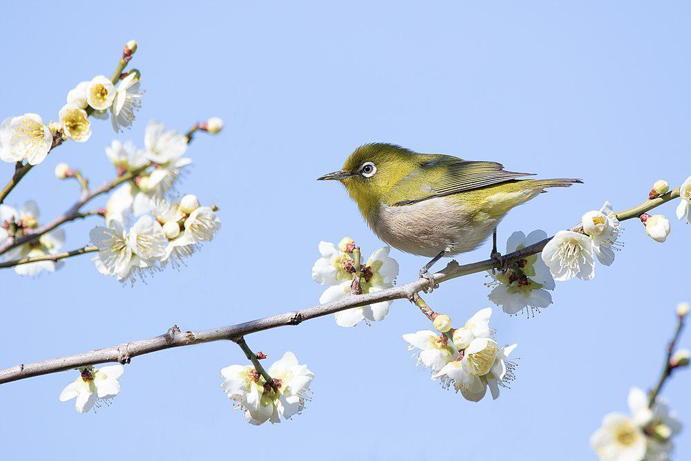 山绣眼鸟 / Mountain White-eye / Zosterops montanus