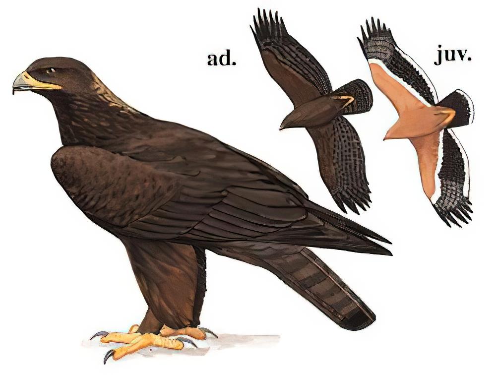 草原雕 / Steppe Eagle / Aquila nipalensis