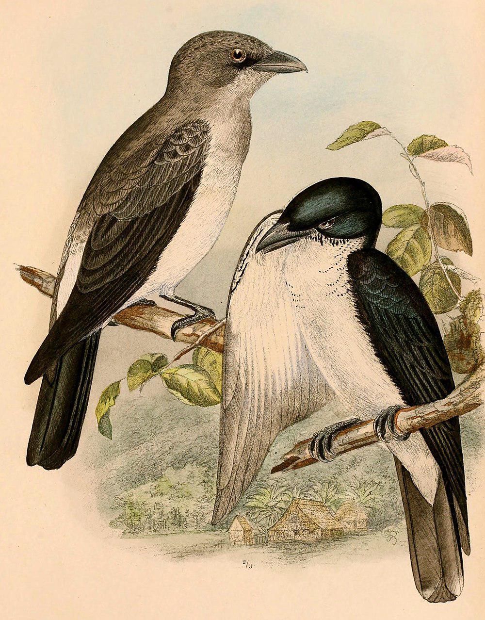 双色鹃鵙 / Pied Cuckooshrike / Coracina bicolor