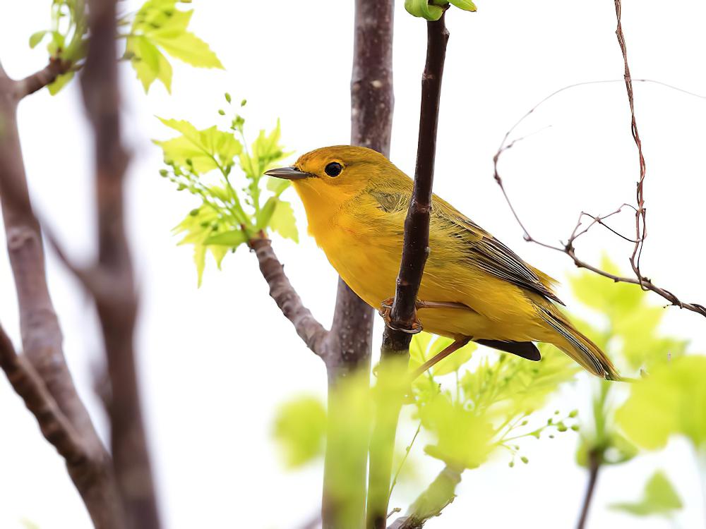 美洲黄林莺 / American Yellow Warbler / Setophaga aestiva