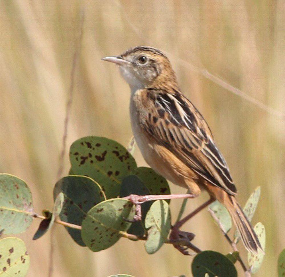 霄扇尾莺 / Dambo Cisticola / Cisticola dambo