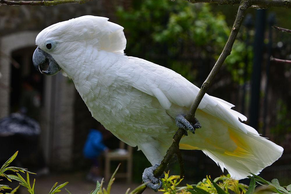 白凤头鹦鹉 / White Cockatoo / Cacatua alba