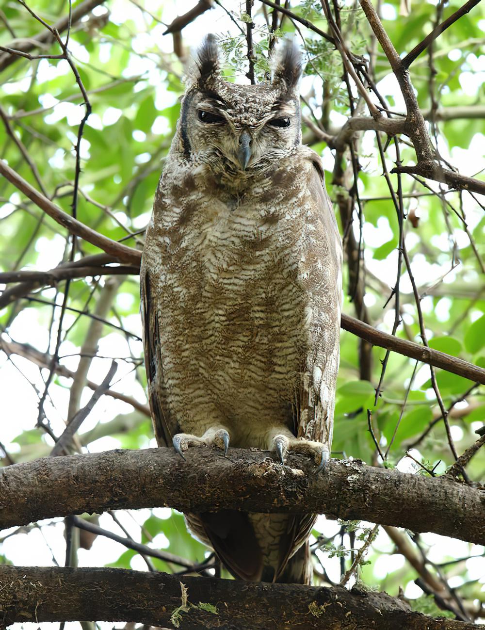 灰雕鸮 / Greyish Eagle-Owl / Bubo cinerascens