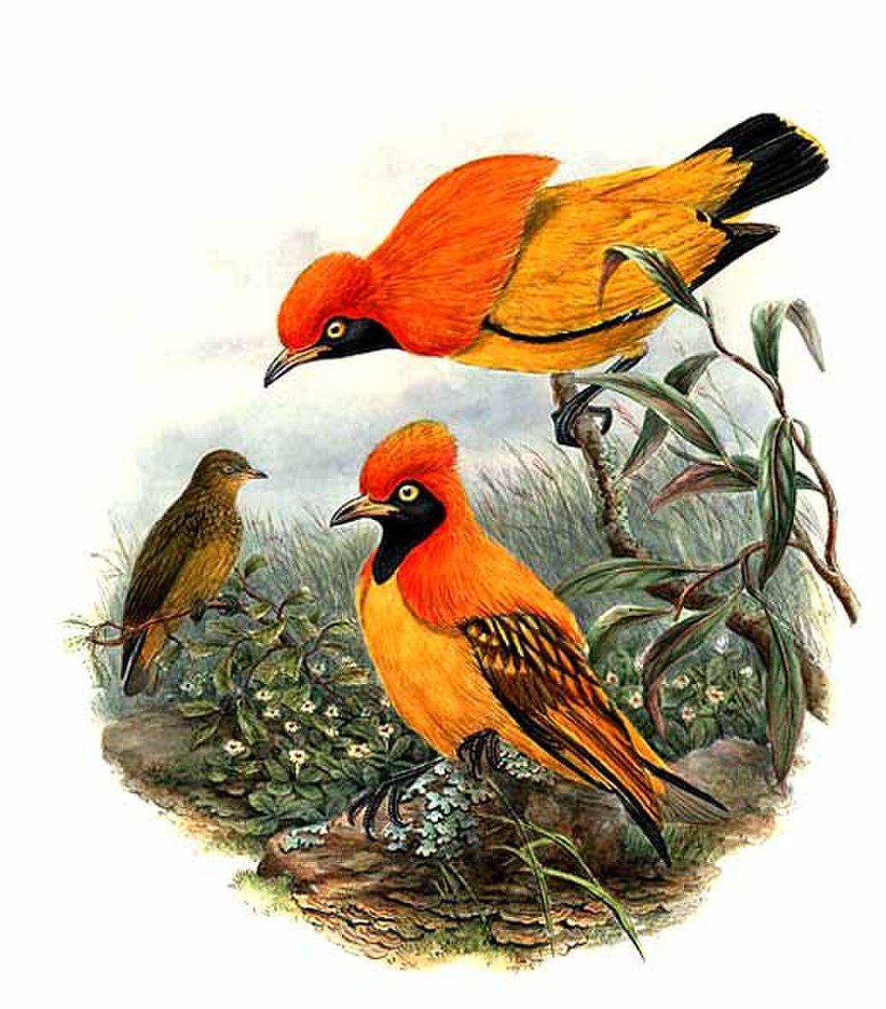 辉亭鸟 / Masked Bowerbird / Sericulus aureus