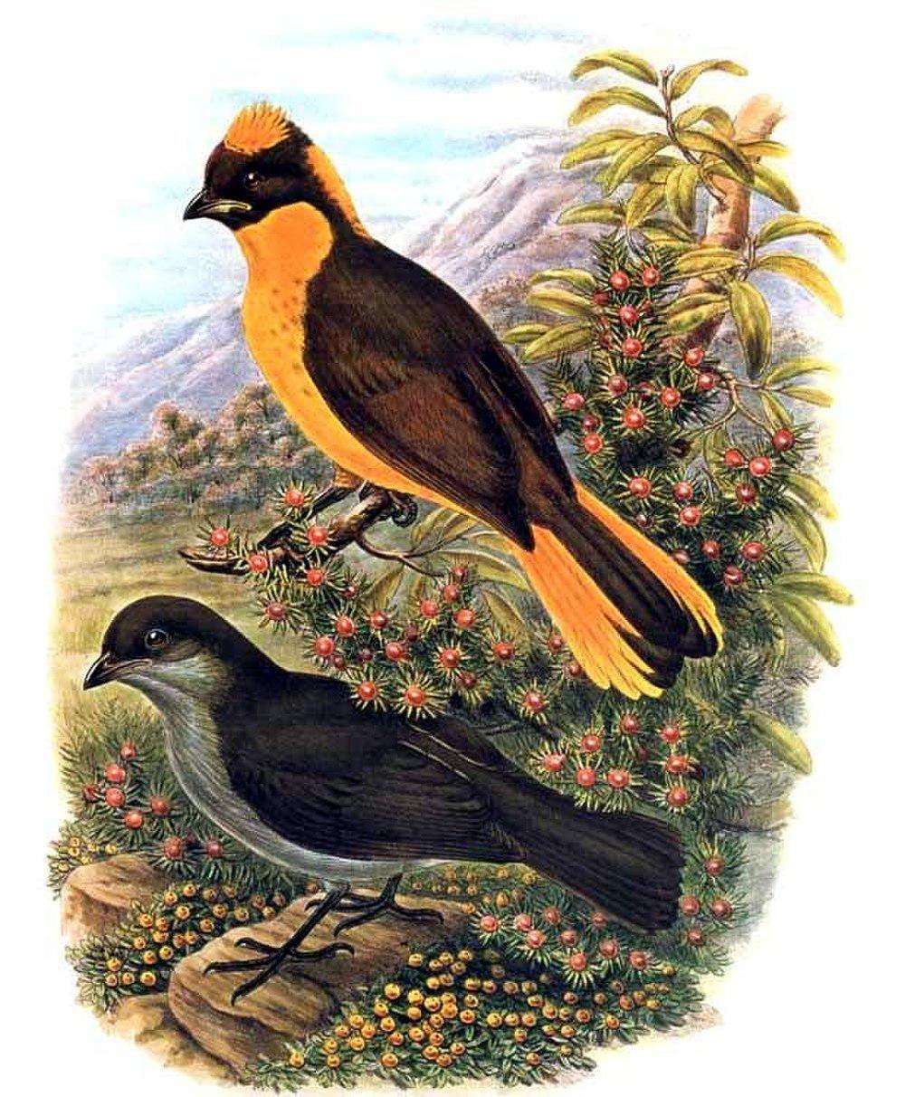 金亭鸟 / Golden Bowerbird / Prionodura newtoniana