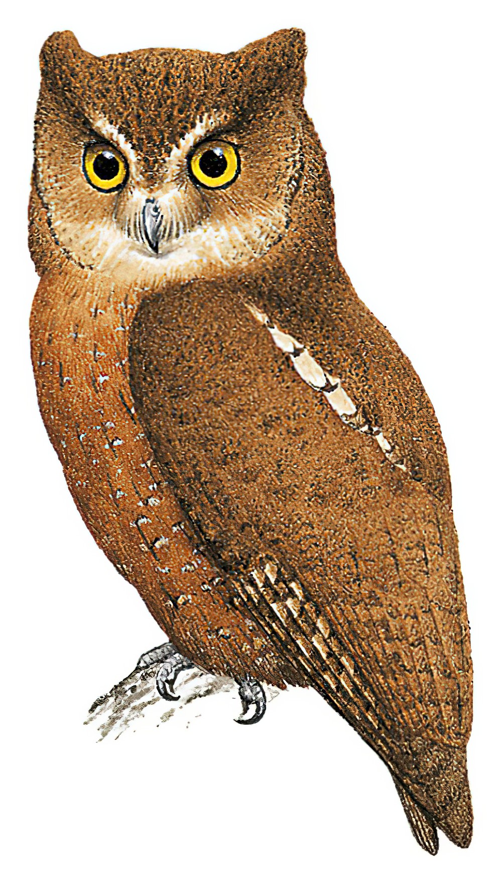 恩加诺角鸮 / Enggano Scops Owl / Otus enganensis