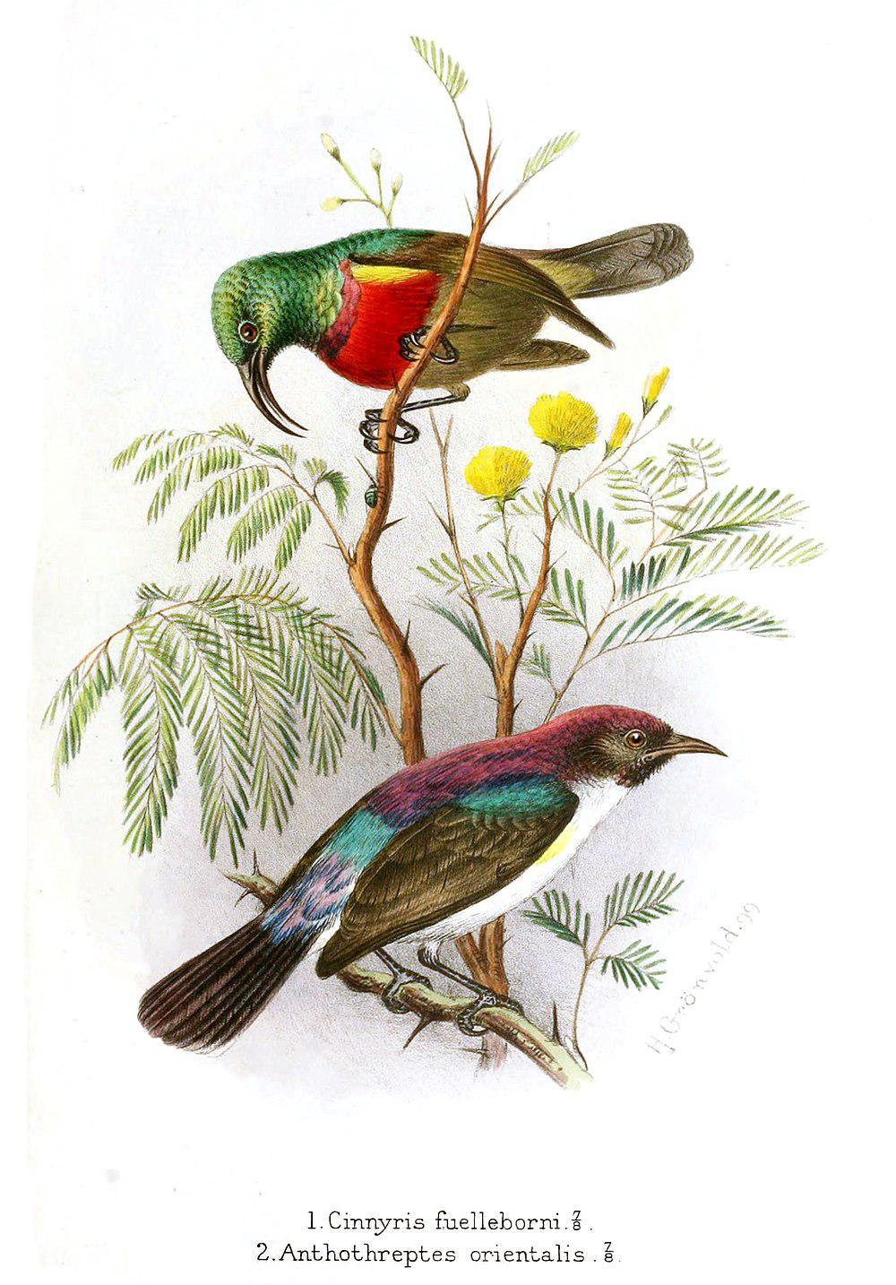 林双领花蜜鸟 / Forest Double-collared Sunbird / Cinnyris fuelleborni