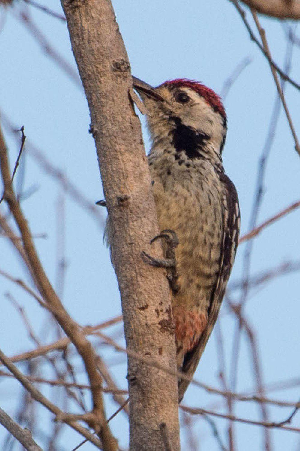 雀斑胸啄木鸟 / Freckle-breasted Woodpecker / Dendrocopos analis