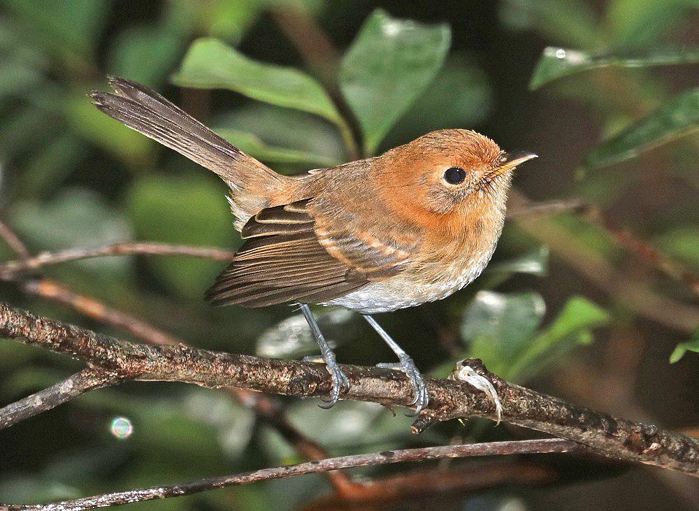 瓦岛蚋鹟 / Oahu Elepaio / Chasiempis ibidis