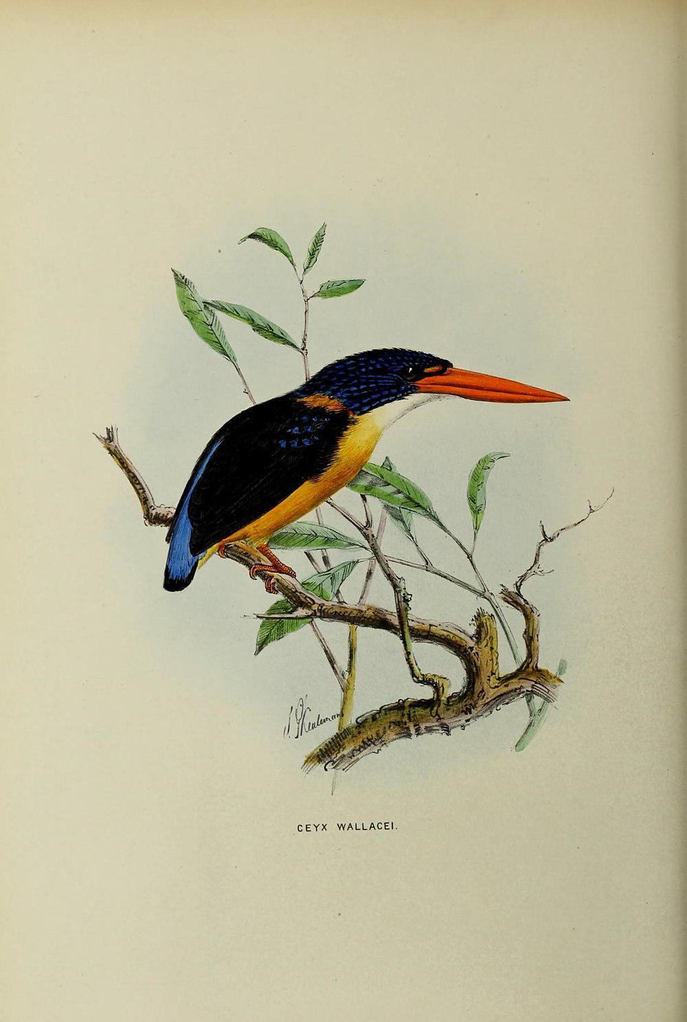 苏拉三趾翠鸟 / Sula Dwarf Kingfisher / Ceyx wallacii