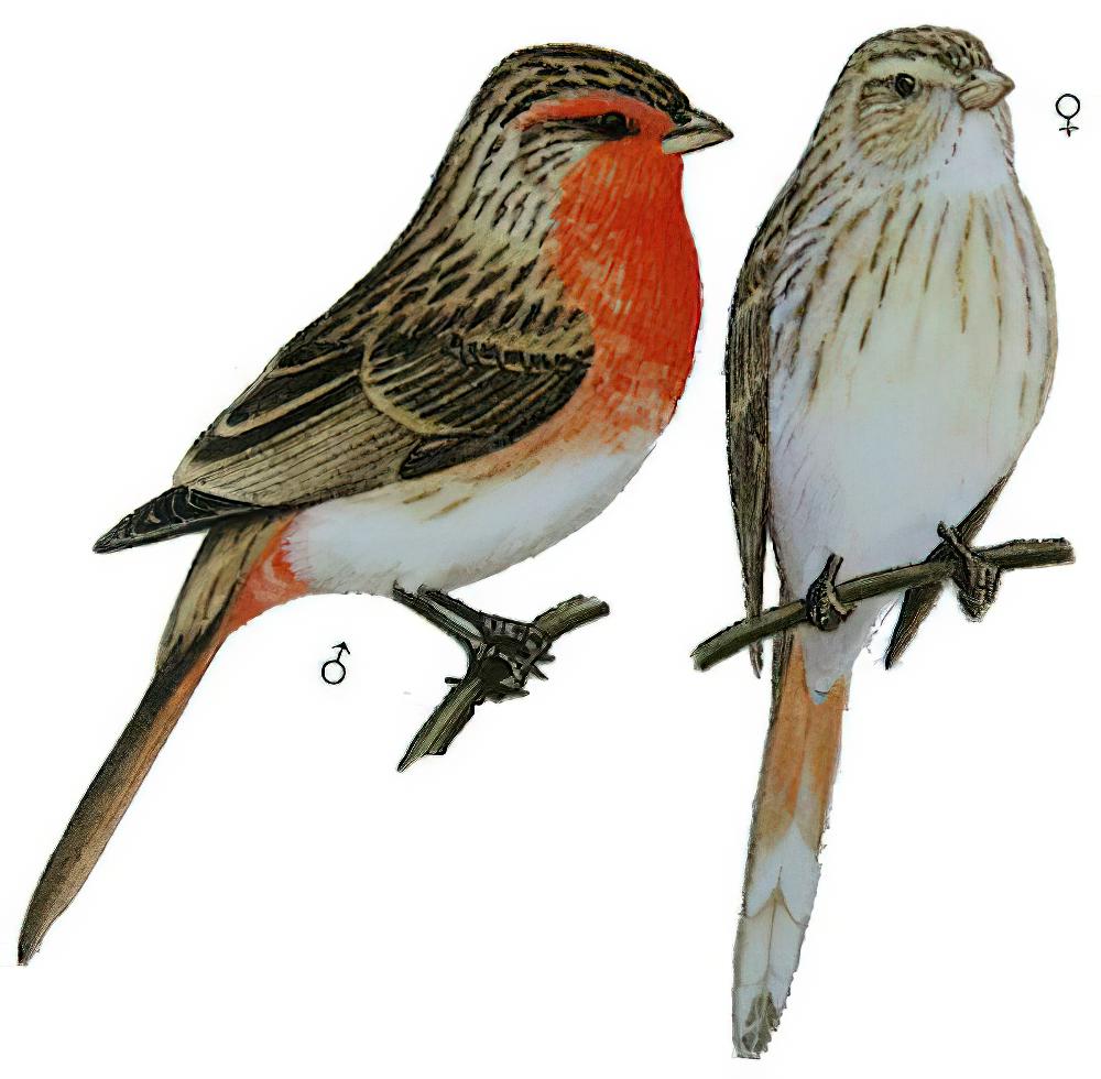 朱鹀 / Przevalski\'s Finch / Urocynchramus pylzowi