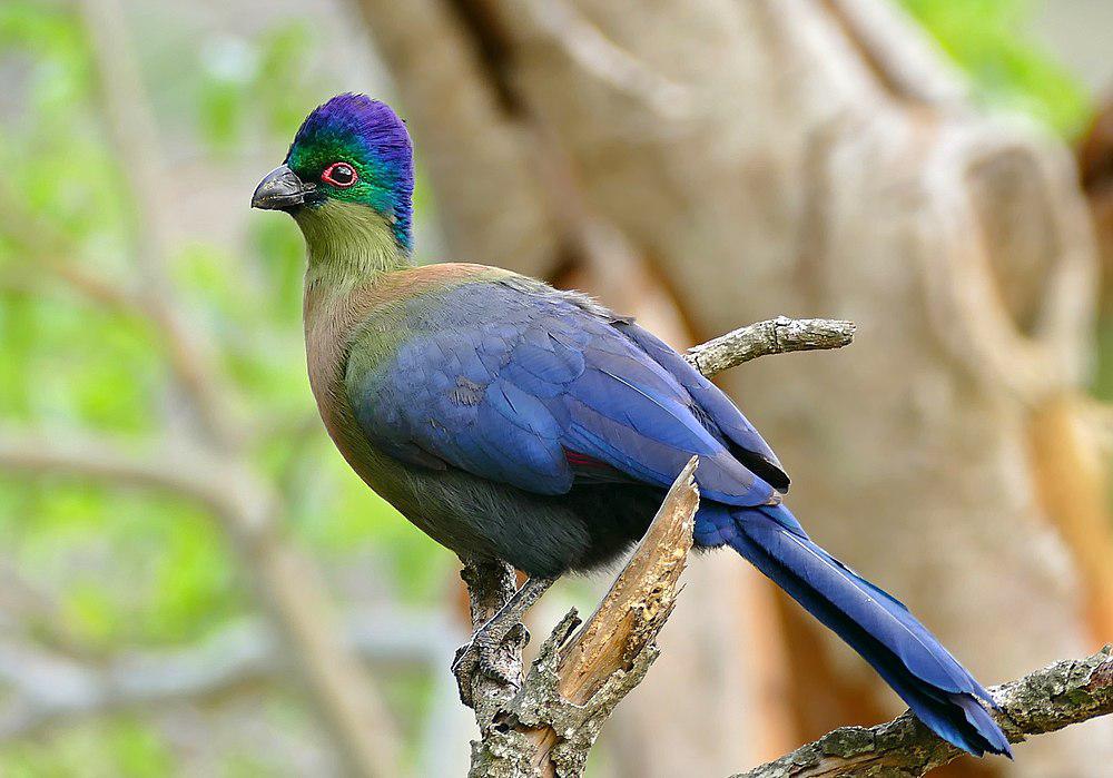 紫冠蕉鹃 / Purple-crested Turaco / Tauraco porphyreolophus