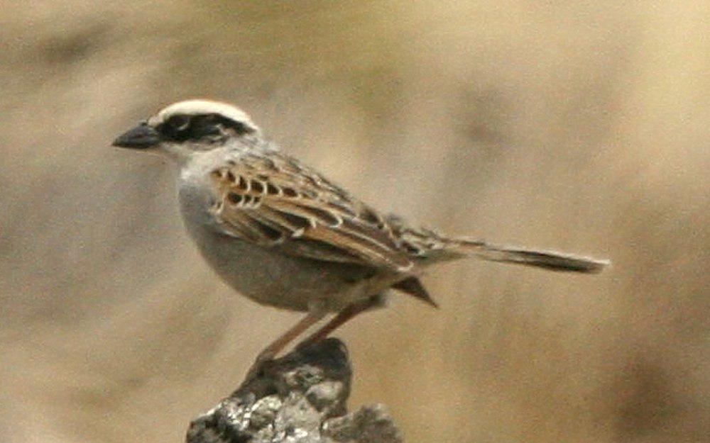 纹雀鹀 / Striped Sparrow / Oriturus superciliosus