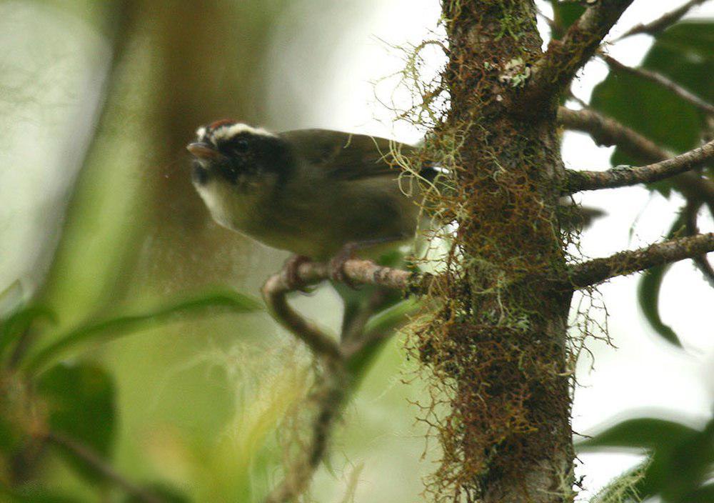 黑颊王森莺 / Black-cheeked Warbler / Basileuterus melanogenys