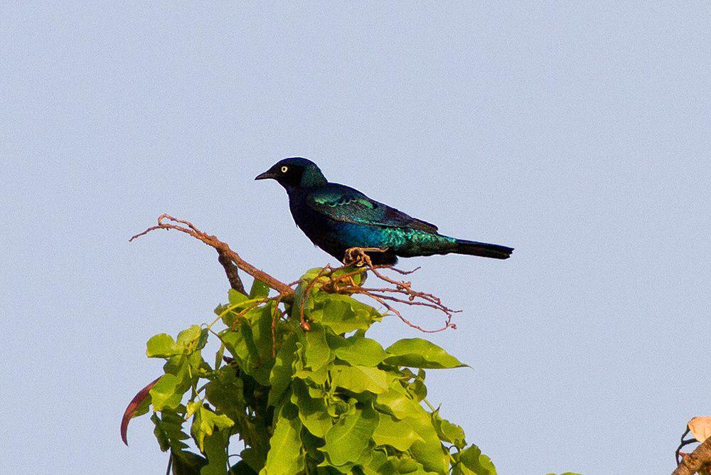 短尾丽椋鸟 / Bronze-tailed Starling / Lamprotornis chalcurus