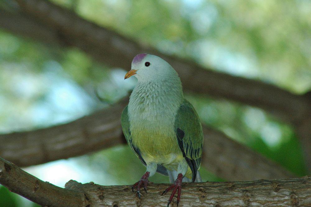 土岛果鸠 / Atoll Fruit Dove / Ptilinopus coralensis