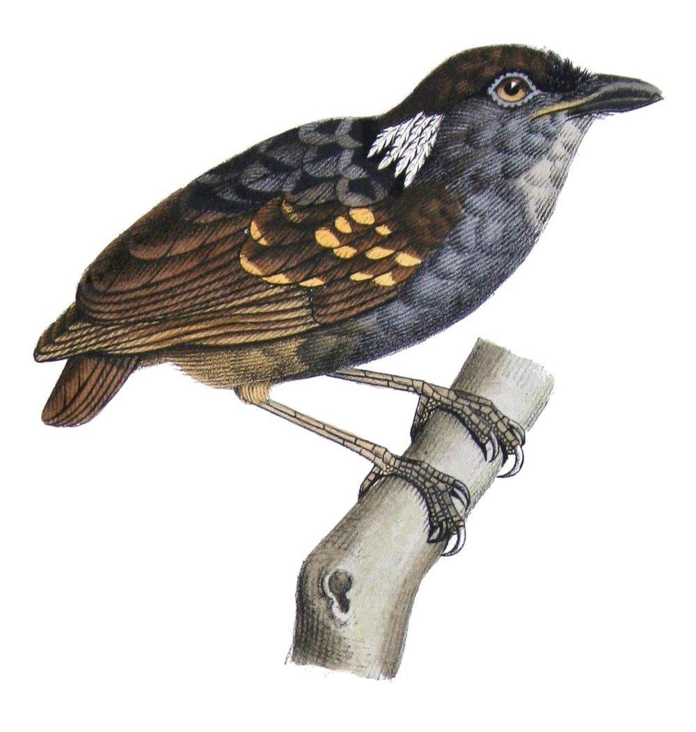 灰喉食蚊鸟 / Ash-throated Gnateater / Conopophaga peruviana