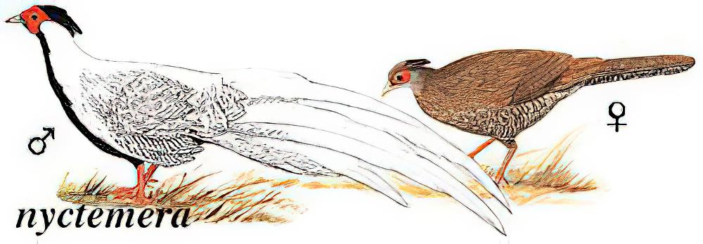 白鹇 / Silver Pheasant / Lophura nycthemera