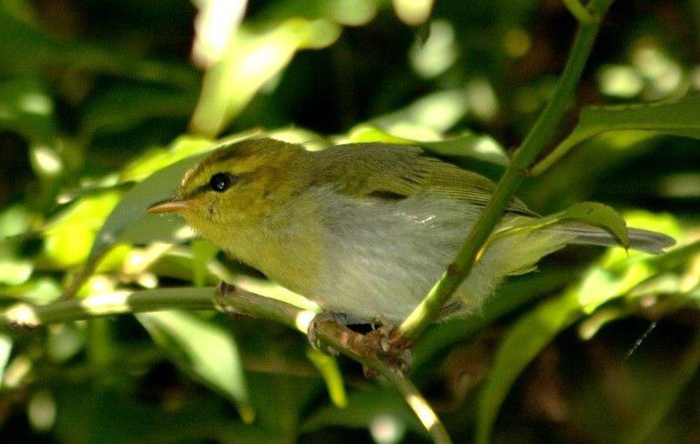 黄喉柳莺 / Yellow-throated Woodland Warbler / Phylloscopus ruficapilla
