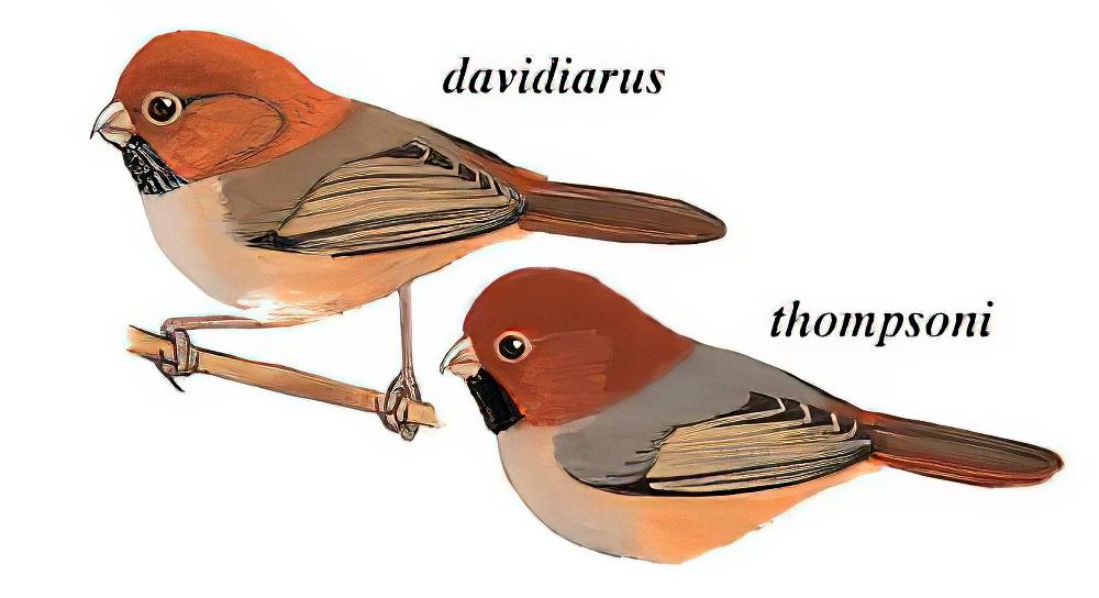 短尾鸦雀 / Short-tailed Parrotbill / Neosuthora davidiana