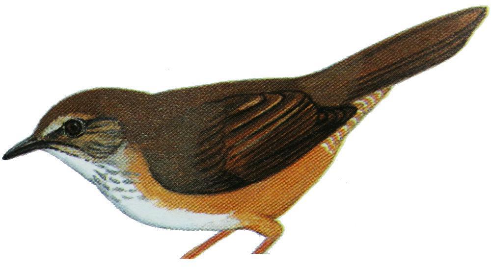 高山短翅莺 / Russet Bush Warbler / Locustella mandelli