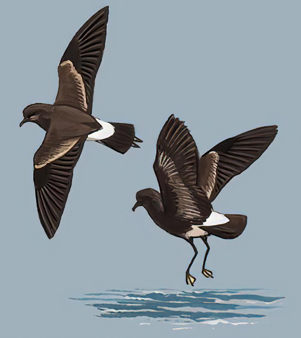 黄蹼洋海燕 / Wilson\'s Storm Petrel / Oceanites oceanicus