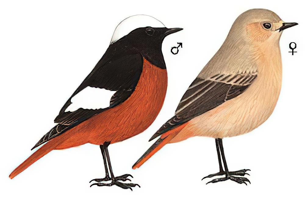 红腹红尾鸲 / Güldenstädt\'s Redstart / Phoenicurus erythrogastrus