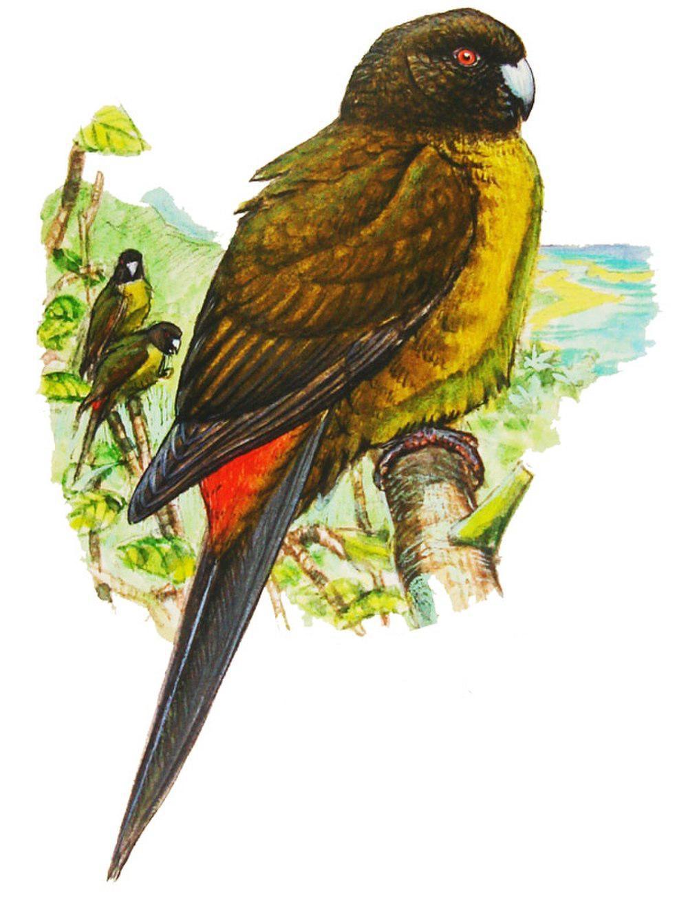 社会岛鹦鹉 / Raiatea Parakeet / Cyanoramphus ulietanus
