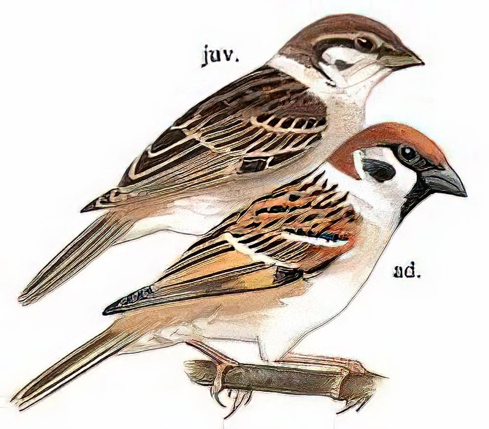 [树]麻雀 / Eurasian Tree Sparrow