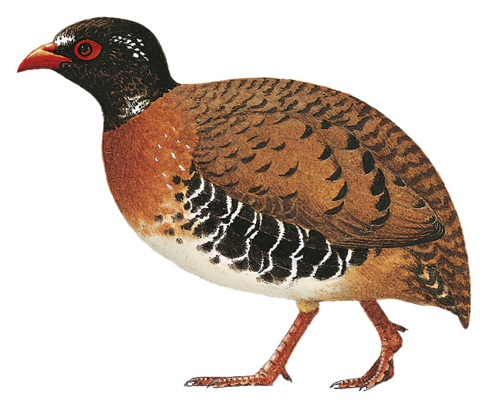 红嘴山鹧鸪 / Red-billed Partridge / Arborophila rubrirostris