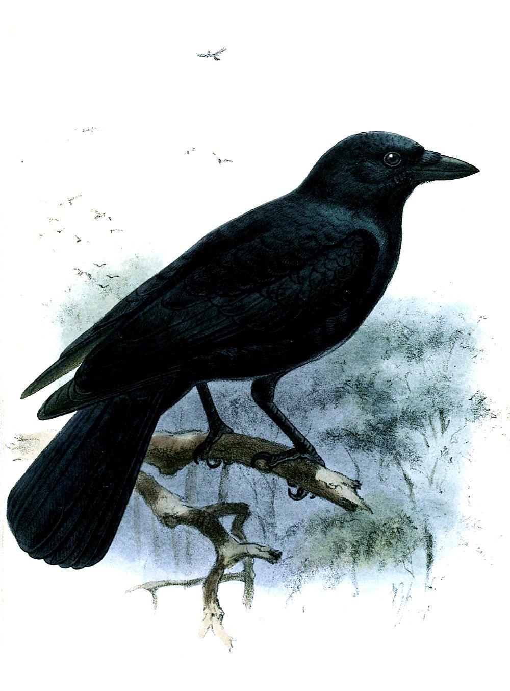 新喀鸦 / New Caledonian Crow / Corvus moneduloides