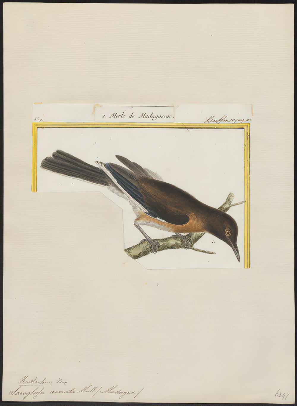 马岛八哥 / Madagascan Starling / Hartlaubius auratus