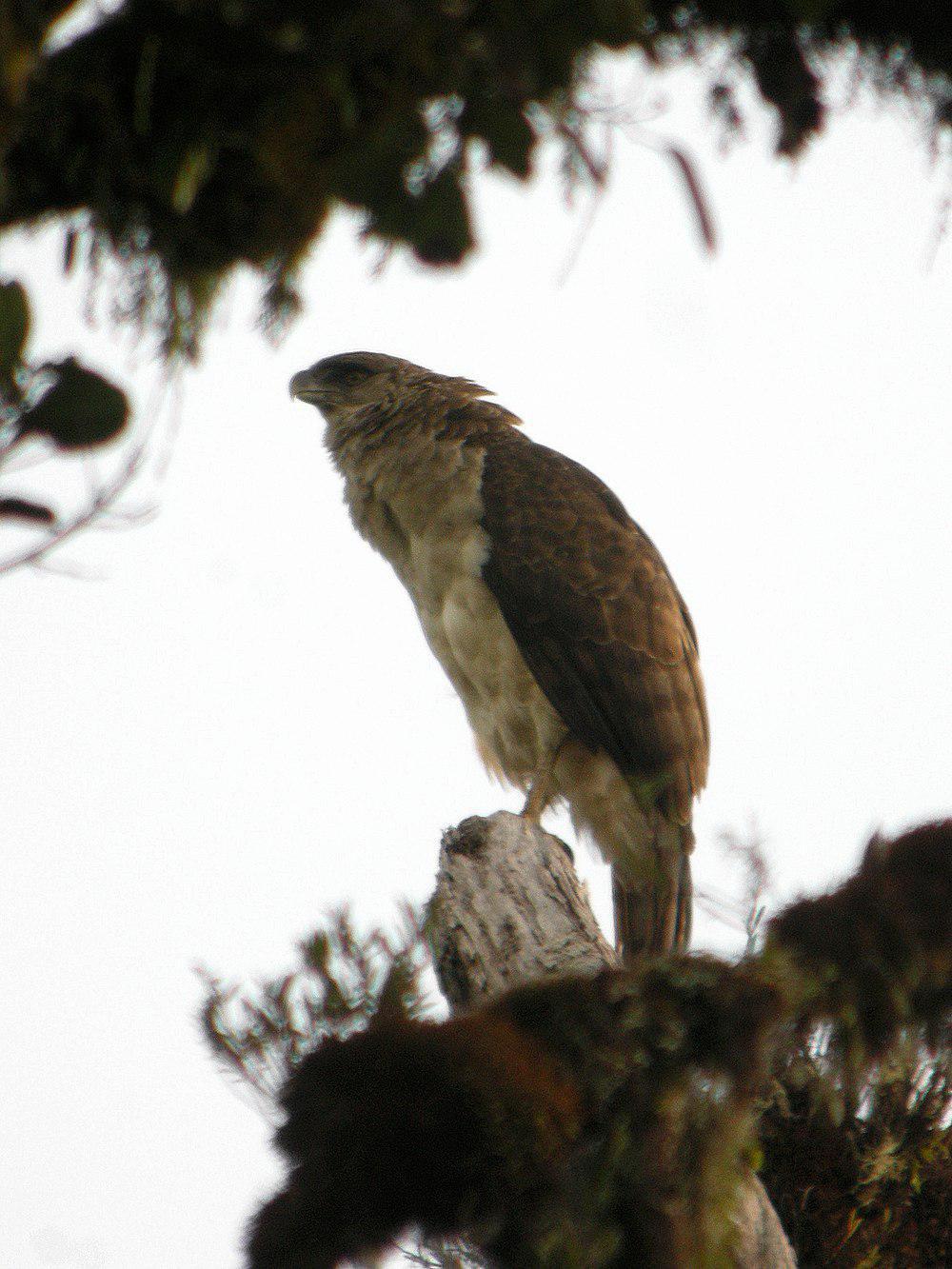 新几内亚角雕 / Papuan Eagle / Harpyopsis novaeguineae