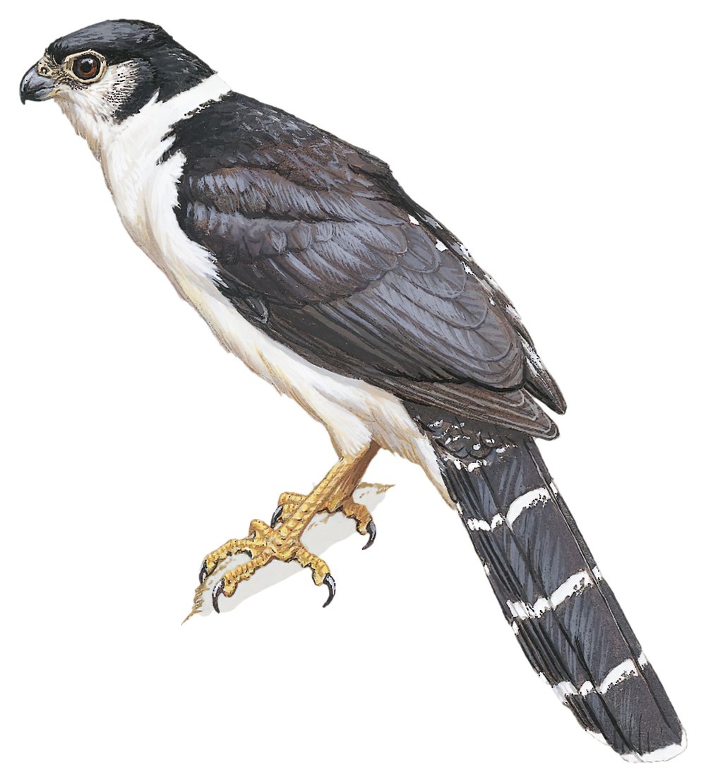 巴氏林隼 / Buckley's Forest Falcon / Micrastur buckleyi