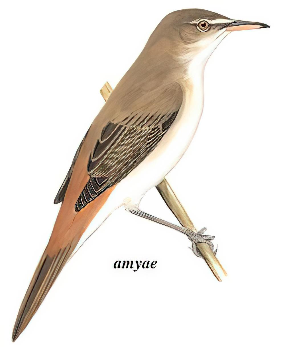 噪大苇莺 / Clamorous Reed Warbler / Acrocephalus stentoreus