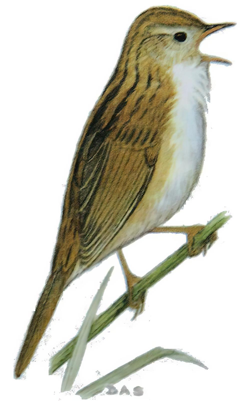 斑背大尾莺 / Marsh Grassbird / Helopsaltes pryeri