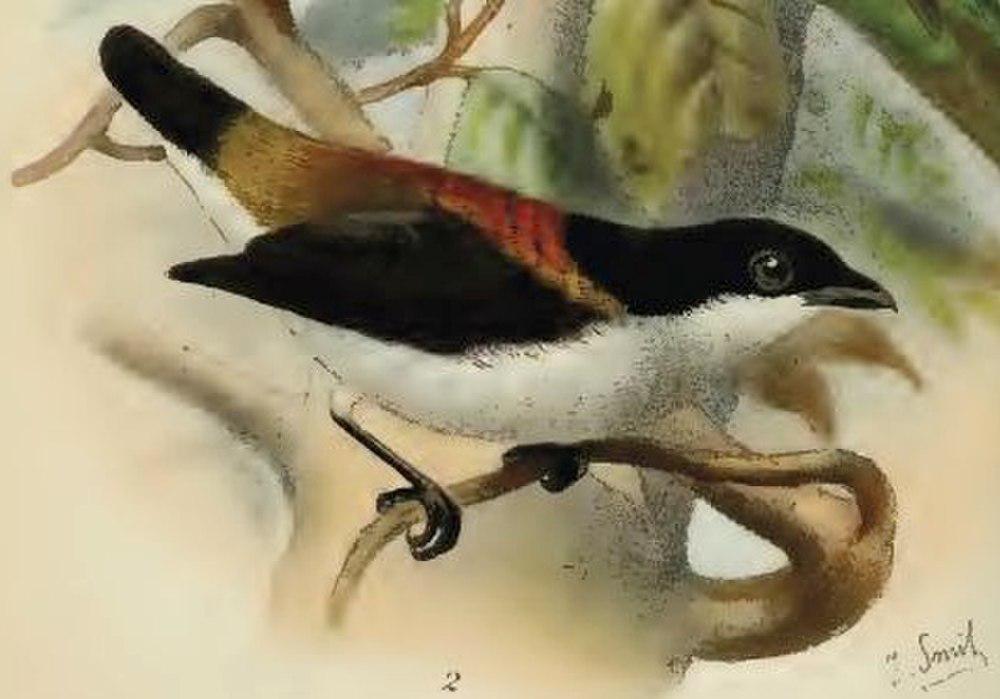 四色啄花鸟 / Cebu Flowerpecker / Dicaeum quadricolor