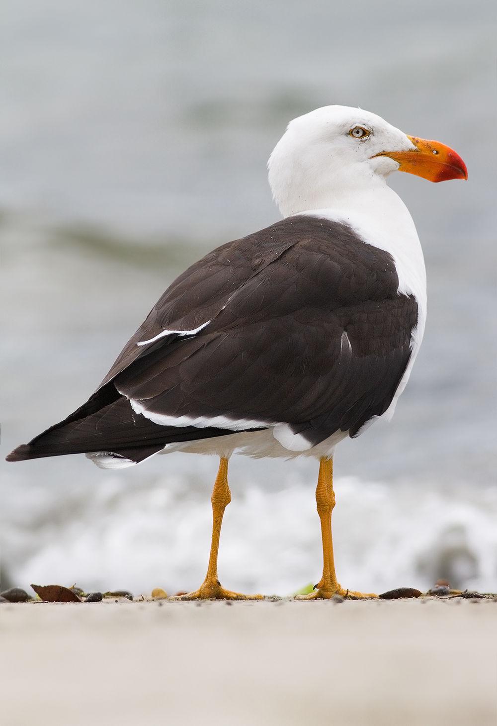 太平洋鸥 / Pacific Gull / Larus pacificus