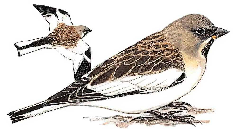 白斑翅雪雀 / White-winged Snowfinch / Montifringilla nivalis