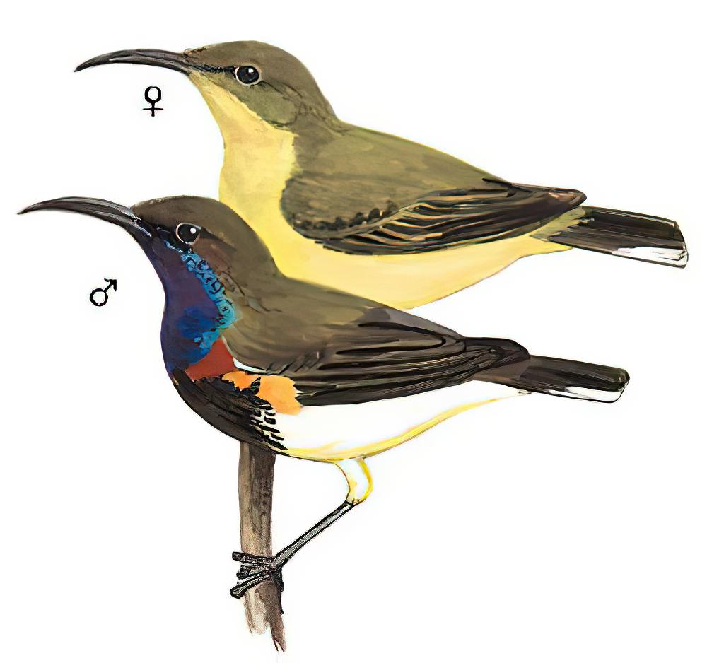 黄腹花蜜鸟 / Olive-backed Sunbird / Cinnyris jugularis