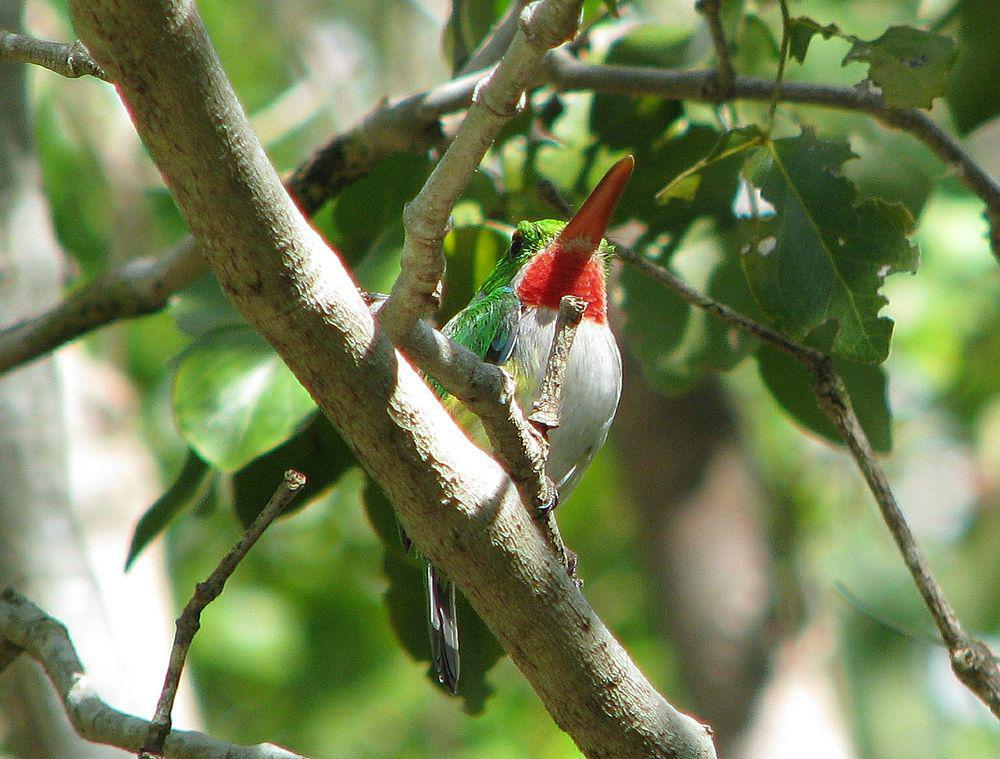 波多黎各短尾鴗 / Puerto Rican Tody / Todus mexicanus