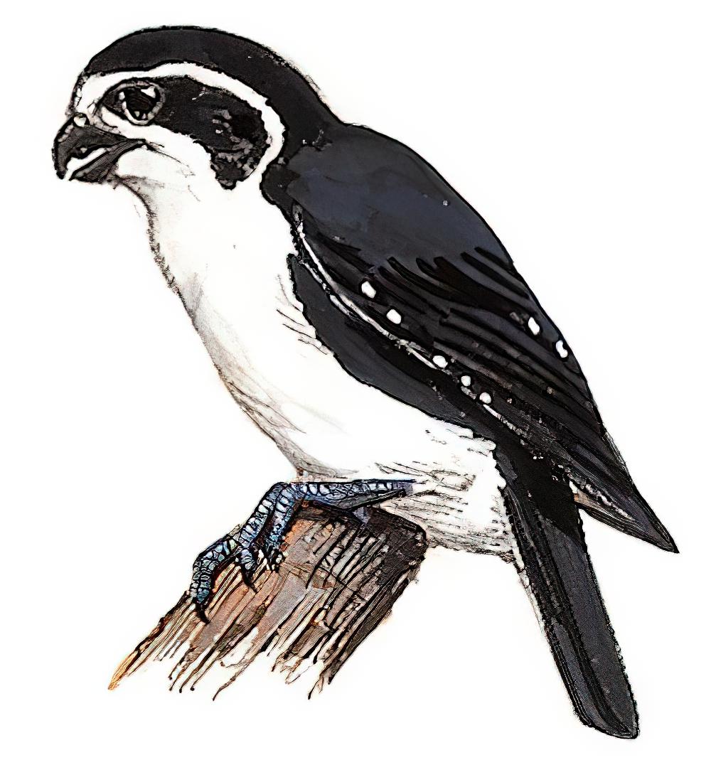 白腿小隼 / Pied Falconet / Microhierax melanoleucos