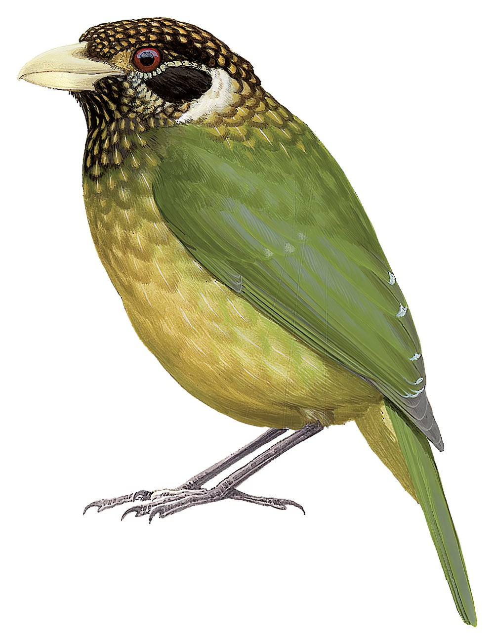 北方园丁鸟 / Northern Catbird / Ailuroedus jobiensis