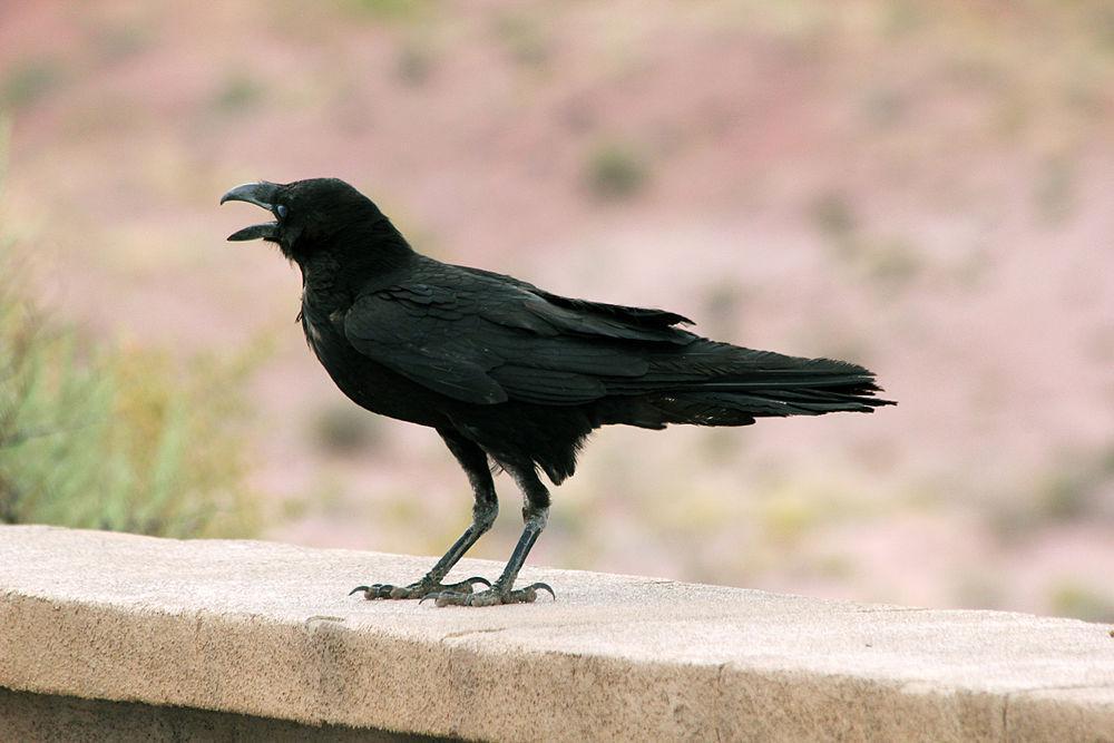 白颈渡鸦 / Chihuahuan Raven / Corvus cryptoleucus