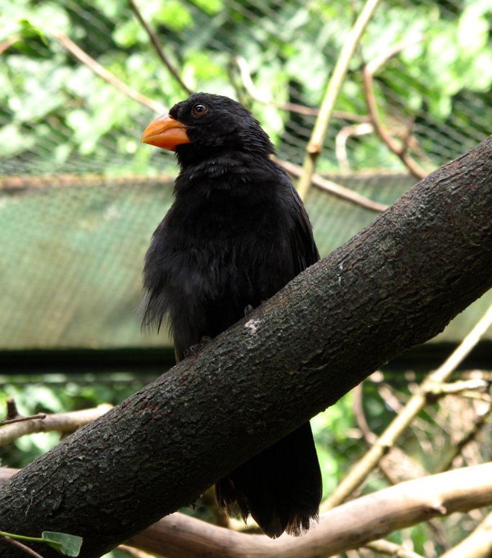 黑喉粗嘴雀 / Black-throated Grosbeak / Saltator fuliginosus